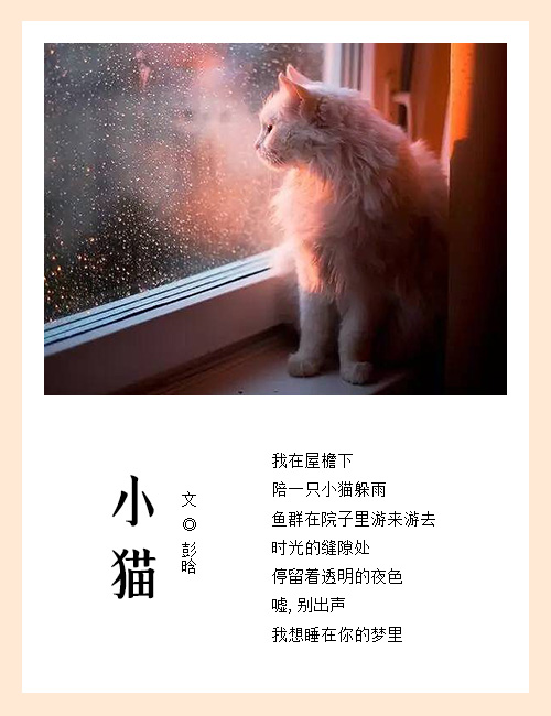 猫咪.jpg