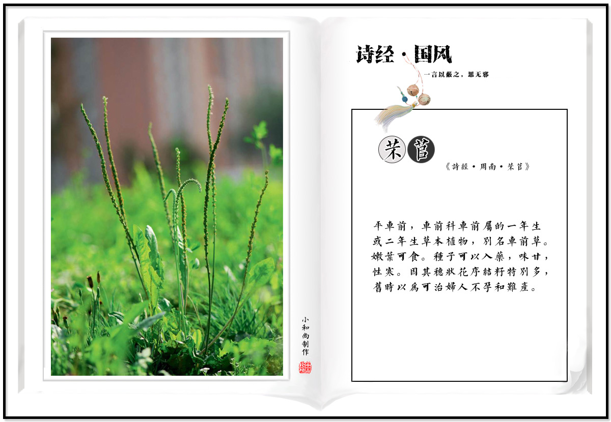 8-1 芣苢.jpg
