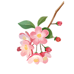 海棠花.gif