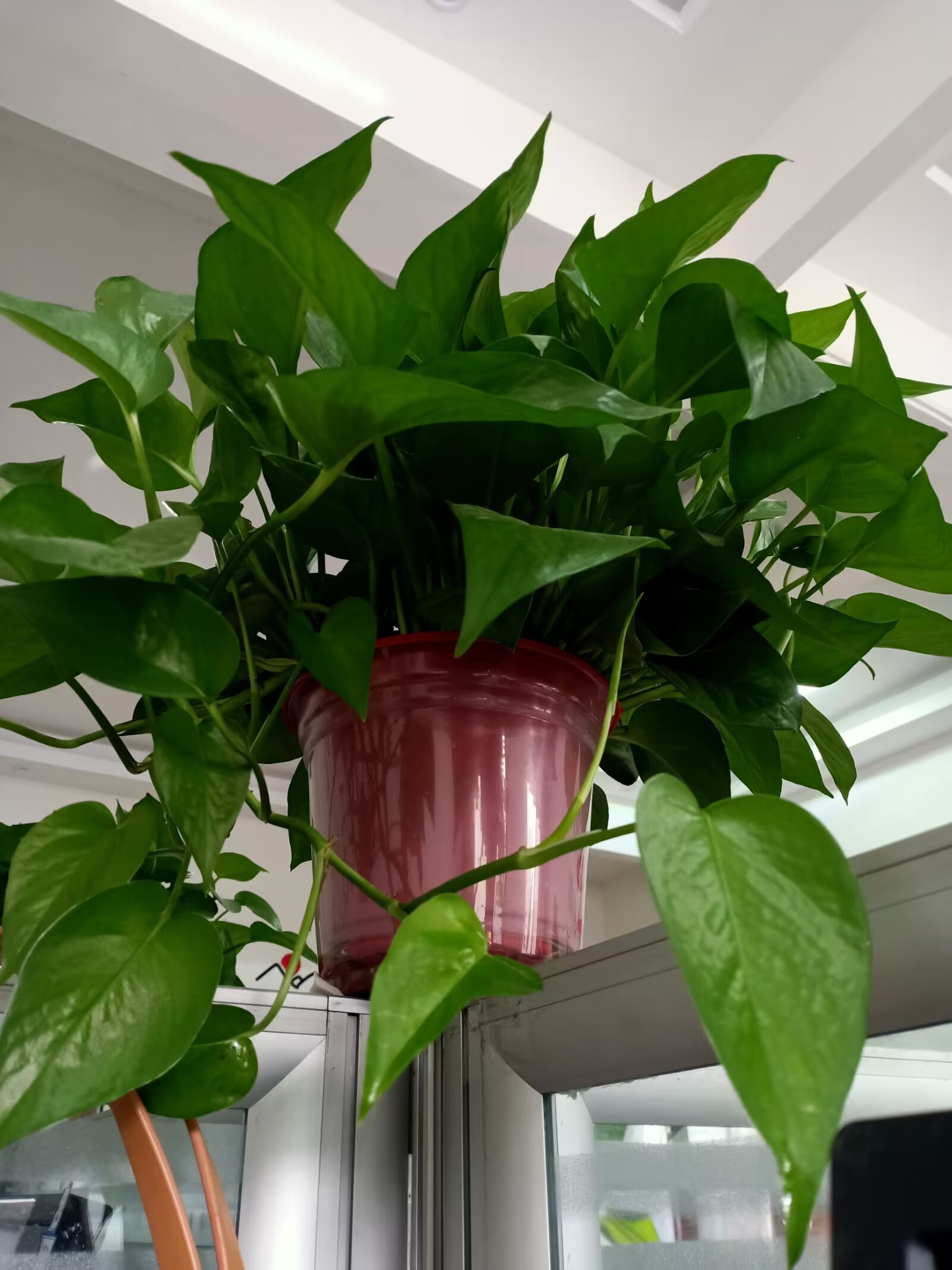 Image_1783344073068_736.jpg